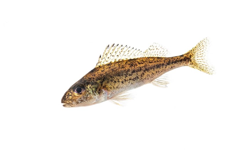 Ruffe (Gymnocephalus cernua), fish, free-ranging, Vechta, Lower Saxony, Germany