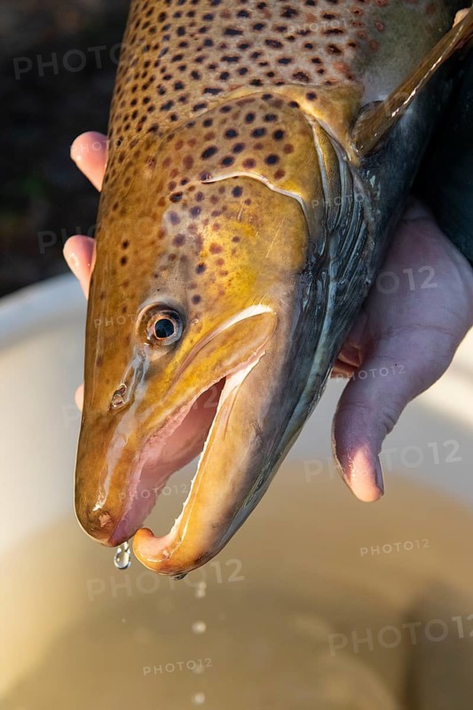 Electrofishing in the floodplain for sea trout and salmon, Wildeshausen, Lower Saxony, Germany