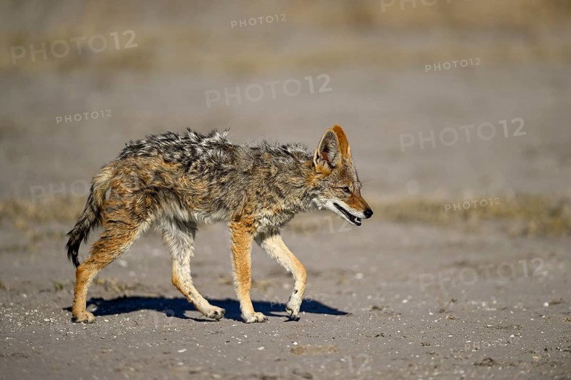 Black-backed jackal (Lupulella mesomelas), Nxai Pan National Park, near Gweta, Central District, Botswana