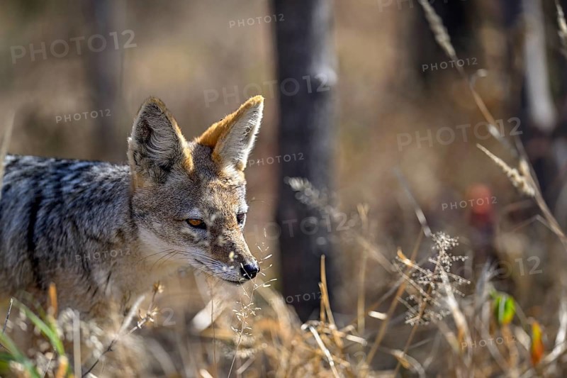 Black-backed jackal (Lupulella mesomelas), portrait, Nxai Pan National Park, near Gweta, Central District, Botswana