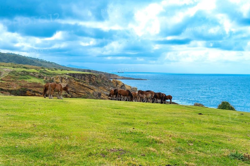 Wild horses are grazing on a green pasture along the rugged coast of mount jaizkibel in the basque country with the blue atlantic ocean extending under a cloudy sky