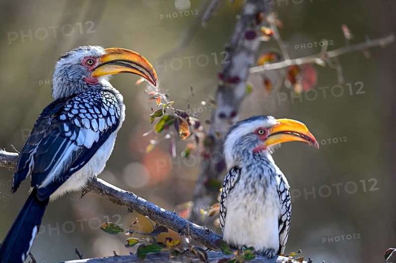 Southern yellow-billed tocos (Tockus leucomelas), Nxai Pan National Park, near Gweta, Central District, Botswana