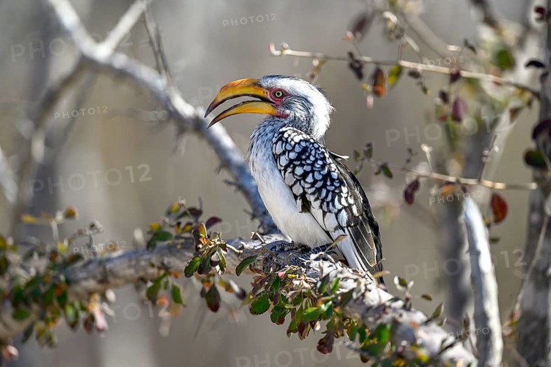 Southern Yellow-billed Hornbill (Tockus leucomelas), Nxai Pan National Park, near Gweta, Central District, Botswana