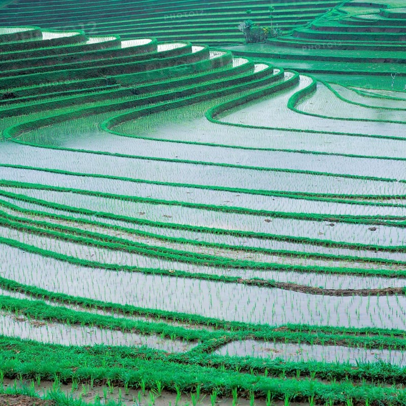 Terraced ice fields north of Antosari, Bali, Indonesia