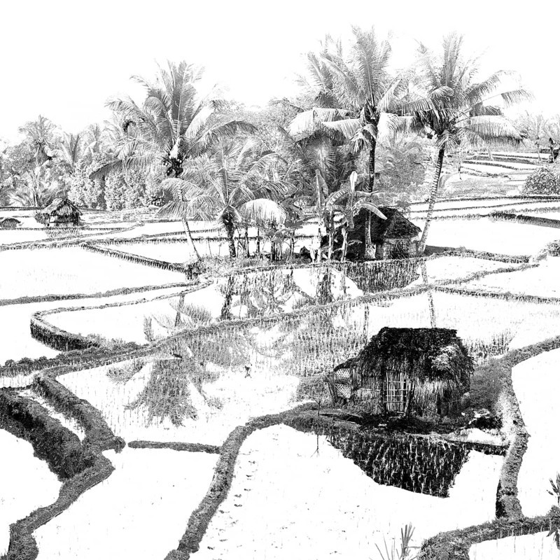 Terrace rice paddies at sunrise near Bakas, Bali, Indonesia