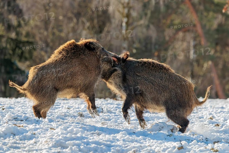 Two young wild boars (Sus scrofa) wrestle with each other in the backlight of the sun in a clearing. Their raised dorsal crests glow in the light. Bavaria, Germany