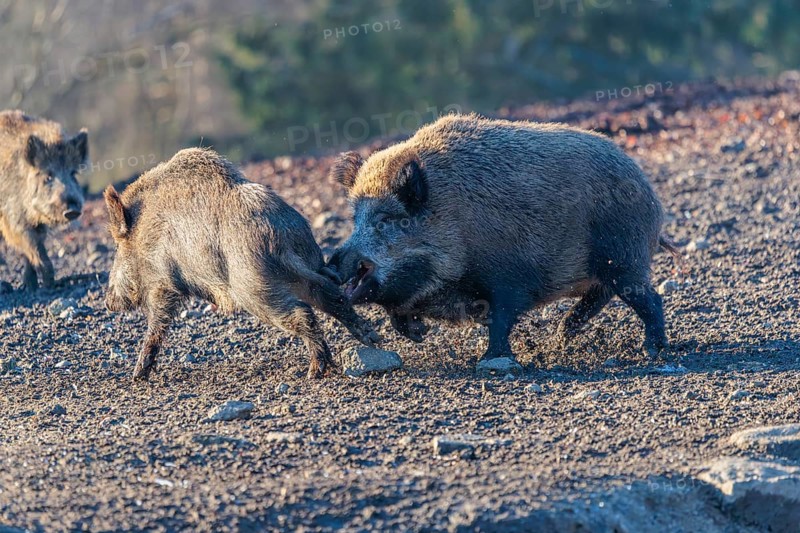 An adult wild boar (Sus scrofa) runs after a young animal and attacks it. A forest can be seen in the background. Bavaria, Germany