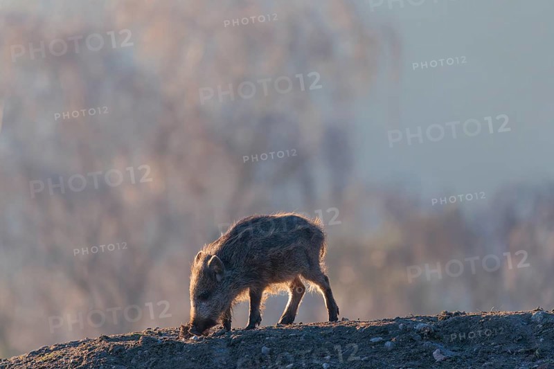 A wild boar piglet (Sus scrofa) runs across a clearing against the light of the sun, searching for food. Bavaria, Germany