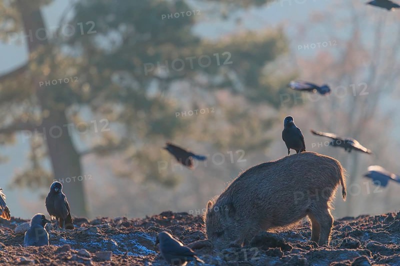 A wild boar (Sus scrofa)stands backlit by the sun on a clearing searching for food. A western jackdaw (Coloeus monedula) sits on its back waiting for its share. Bavaria, Germany