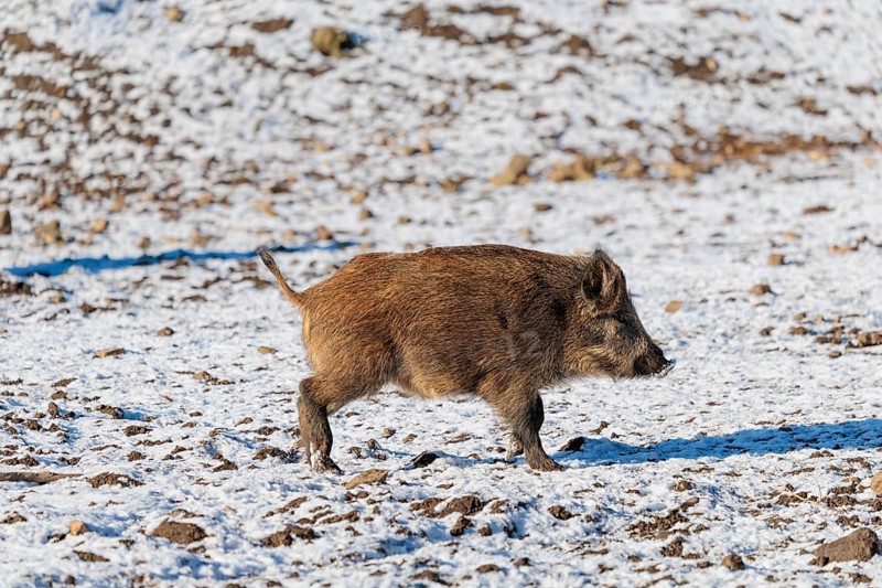 A young wild boar (Sus scrofa) runs across a snow-covered clearing on a sunny day. Bavaria, Germany