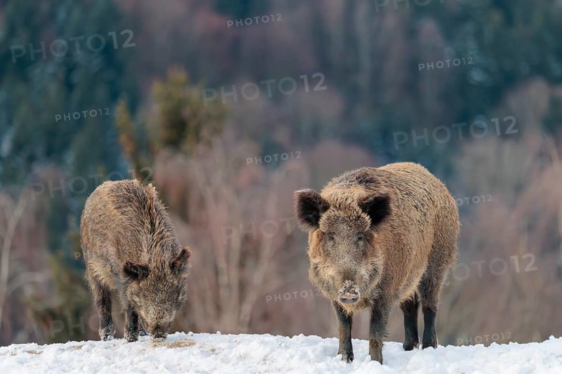 Two wild boars (Sus scrofa) search for food on a snow-covered hill. A forest can be seen in the background. Bavaria, Germany