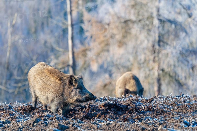 On a sunny day, two wild boars (Sus scrofa) search for food in a frozen field. A forest covered in hoarfrost can be seen in the background. Bavaria, Germany