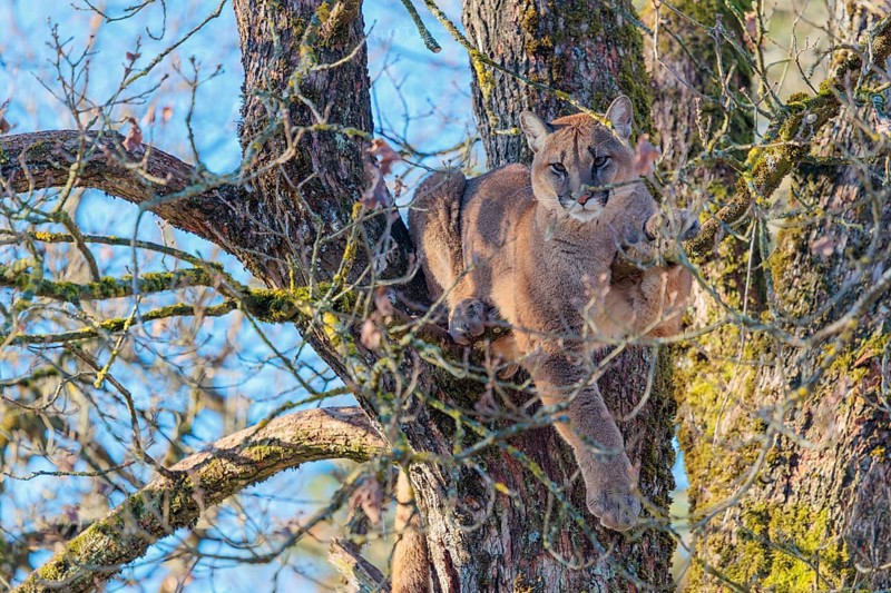 An adult female cougar (Puma concolor) rests high up in an oak tree on a sunny, cold winter day with blue skies in the background. Captive