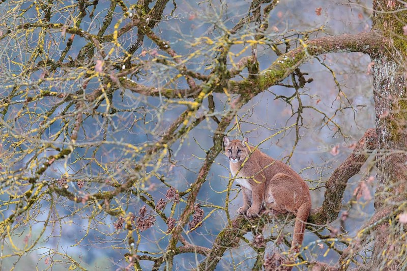 An adult female cougar (Puma concolor) sits high up on a branch in an oak tree on a cold winter day in the shadows of the mountains. Captive