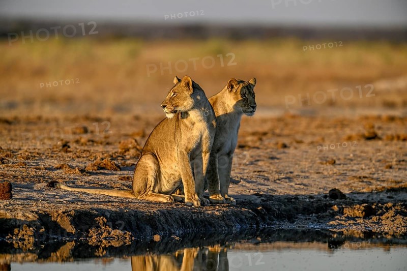 Two lionesses (Panthera leo) in the morning light at the Nxai Pan waterhole, Nxai Pan National Park, near Gweta, Central District, Botswana