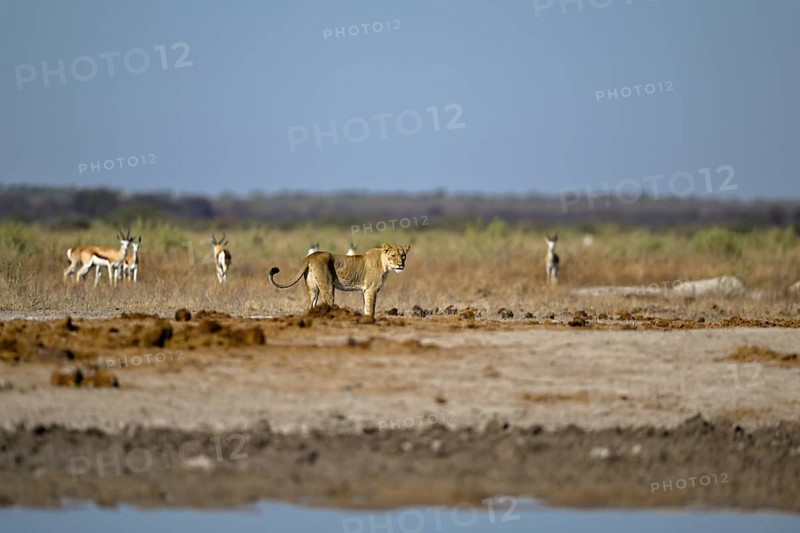 Lioness (Panthera leo) in the morning light at the Nxai Pan waterhole, Nxai Pan National Park, near Gweta, Central District, Botswana