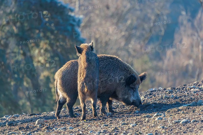 A young wild boar (Sus scrofa) stands with its front legs leaning against a adult female animal in a clearing on a sunny day. Bavaria, Germany