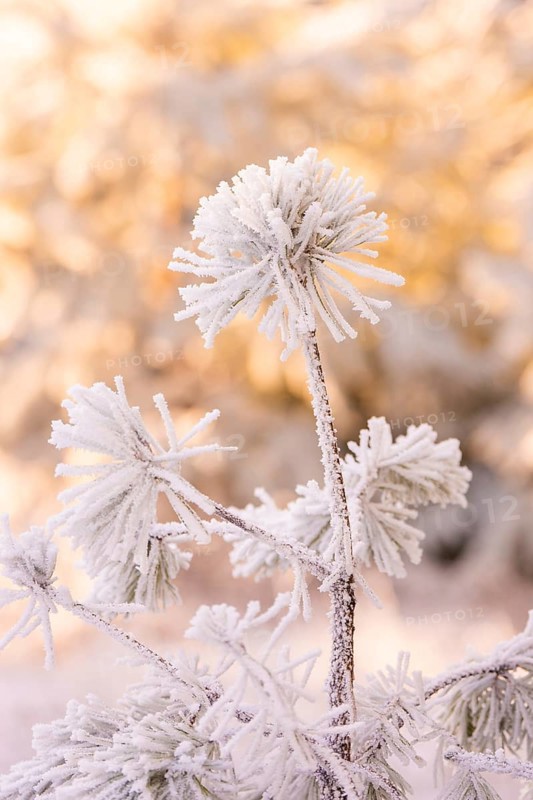 Icy plant in frosty winter scenery, Black Forest, Germany