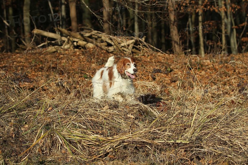 Hunting dog Irish Setter rummages at the edge of the forest while hunting, Allgäu, Bavaria, Germany, Allgäu, Bavaria, Germany