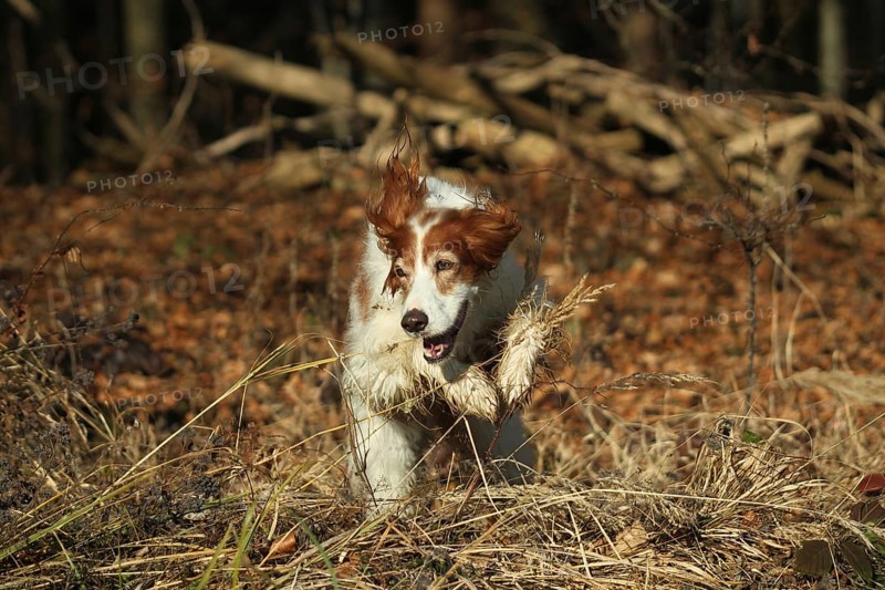 Hunting dog Irish Setter rummages during hunting, Allgäu, Bavaria, Germany, Allgäu, Bavaria, Germany