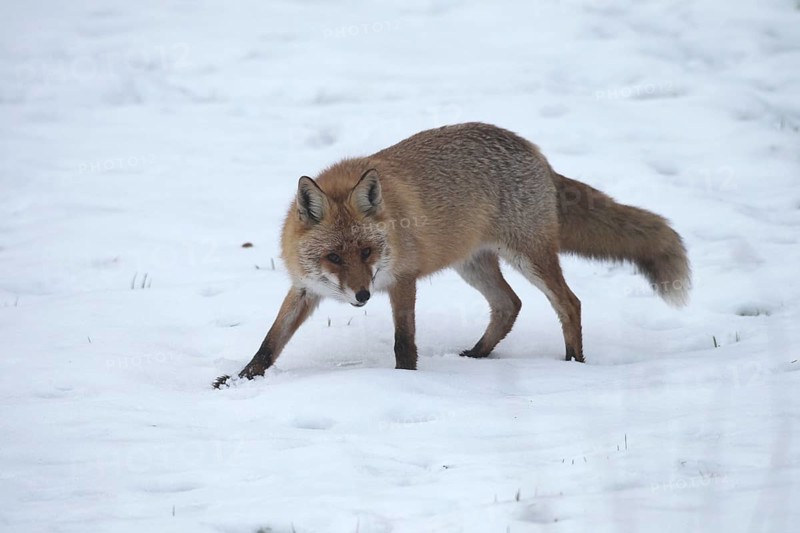 Red fox (Vulpes vulpes) secured in the snow, Allgäu, Bavaria, Germany, Allgäu, Bavaria, Germany