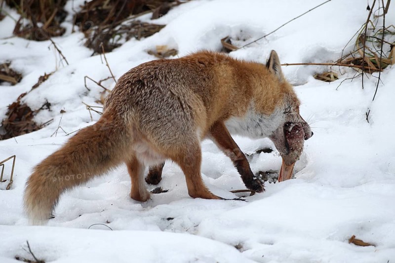 Red fox (Vulpes vulpes) at the Luderplatz in the snow, picks up hidden duck head, Allgäu, Bavaria, Germany, Allgäu, Bavaria, Germany