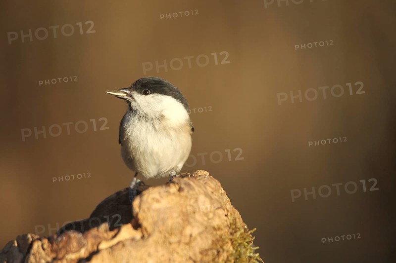 Marsh tit (Poecile palustris) or barn tit at winter feeding in the forest, Allgäu, Bavaria, Germany, Allgäu, Bavaria, Germany