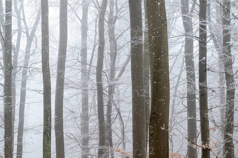 Bare tree trunks stand close together in a foggy winter forest, Blaubeuren, Swabian Jura, Baden-Württemberg, Germany
