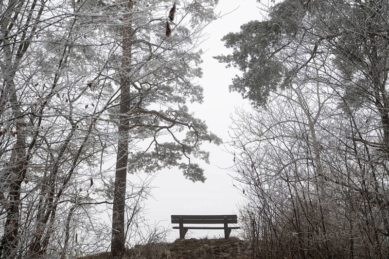 An empty bench between bare trees covered with brawl in a quiet, foggy winter forest, Blaubeuren, Swabian Jura, Baden-Württemberg, Germany