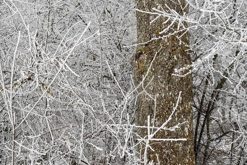 Close view of branches and tree trunk covered with hoarfrost, Blaubeuren, Swabian Jura, Baden-Württemberg, Germany
