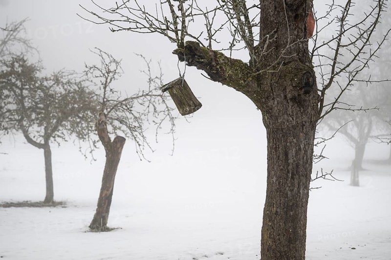Snowy fruit tree meadow in thick fog in winter, Blaubeuren, Swabian Jura, Baden-Württemberg, Germany