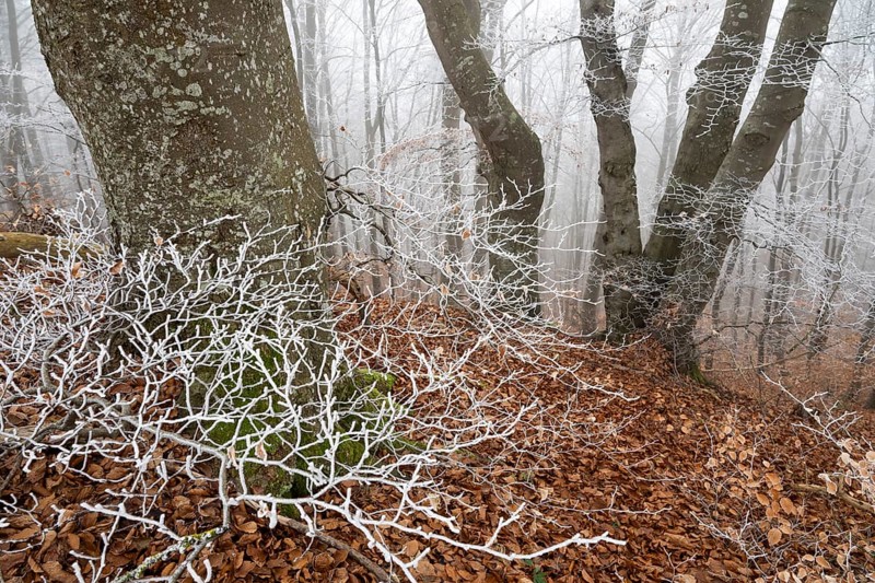Beech trees in wintery forest, Blaubeuren, Swabian Jura, Baden-Württemberg, Germany