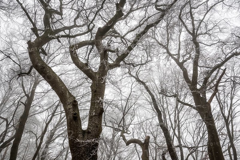 Tall, bare trees rise up into a foggy, melancholy winter sky, Blaubeuren, Swabian Jura, Baden-Württemberg, Germany
