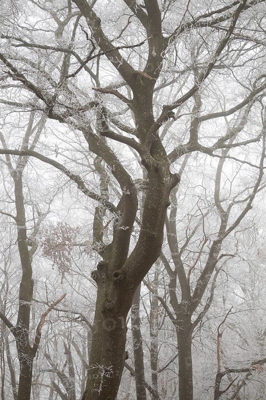 Trees with hoarfrost in a foggy forest create a calm and mysterious atmosphere, Blaubeuren, Swabian Jura, Baden-Württemberg, Germany