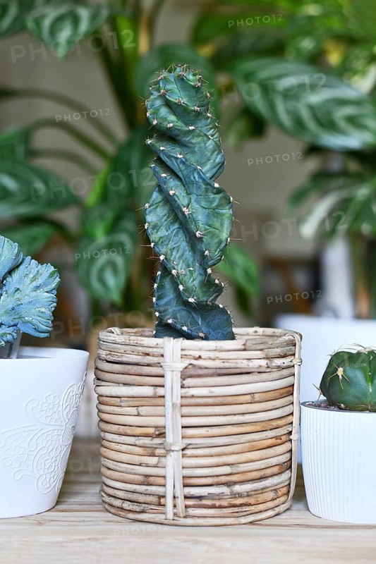 'Cereus Jamacaru Spiralis' cactus houseplant in basket flower pot in room