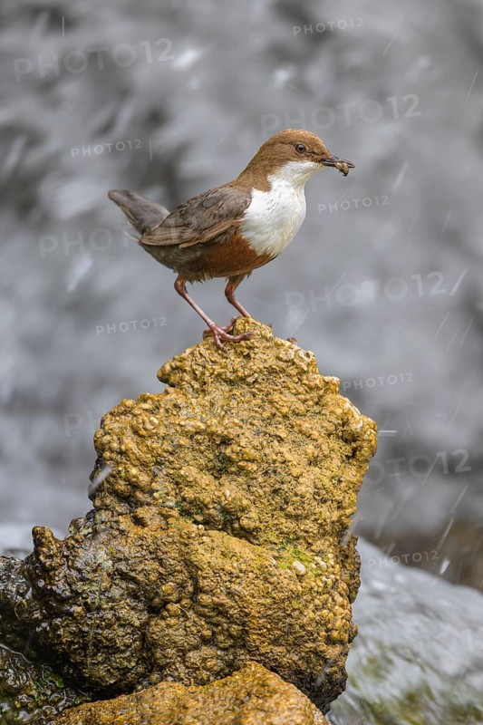 White-throated White-throated Dipper (Cinclus cinclus), standing on a tufa in front of a waterfall with insects in its beak, biosphere reserve, Swabian Alb, Baden-Württemberg, Germany