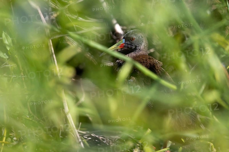 Grey rail (Pardirallus sanguinolentus) hidden in the swamp, in the wild, Buenos Aires, Argentina
