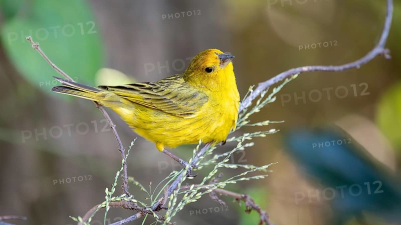 Saffron tanager (Sicalis flaveola) in the wild, Buenos Aires, Argentina