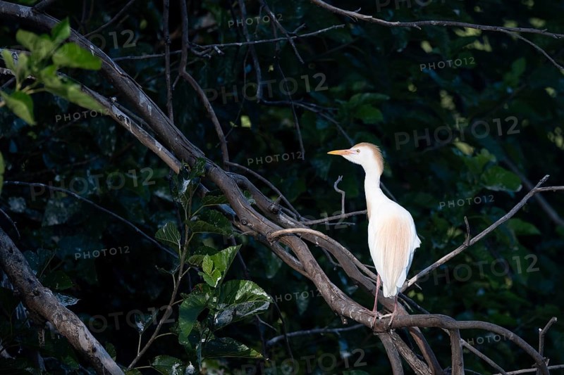 Cattle egret (Ardea ibis) in the wild in a park in Buenos Aires, Argentina