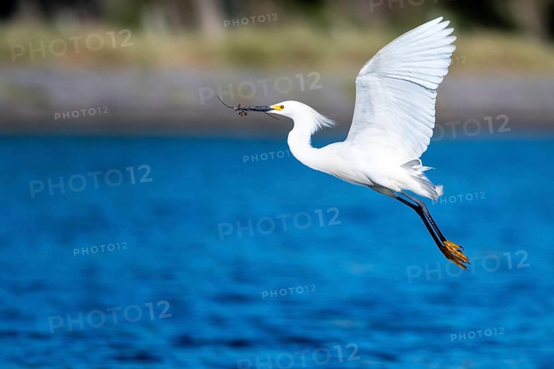 Great White Egret (Egretta thula) in flight, Buenos Aires, Argentina