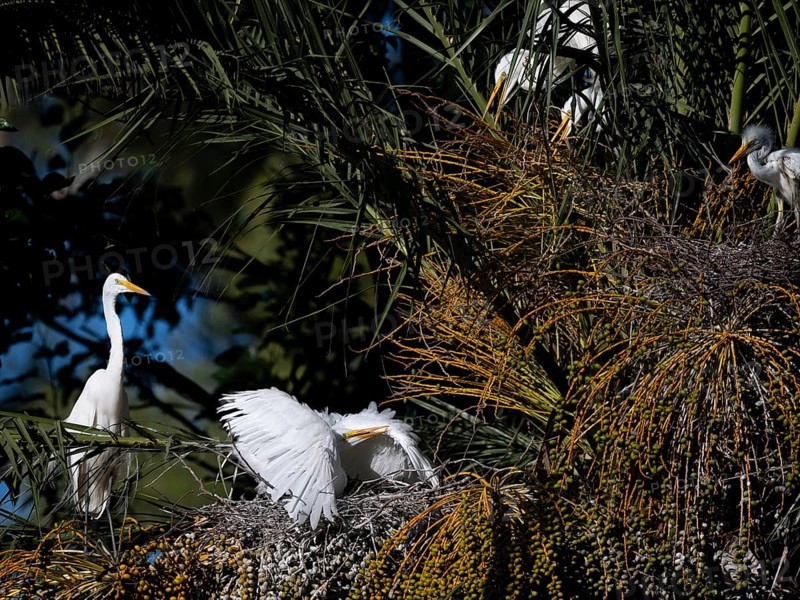 Great Egret (Ardea alba) defending its nest in a palm tree, Buenos Aires, Argentina