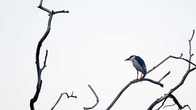 Night heron (Nycticorax nycticorax) on a bare branch, Buenos Aires, Argentina