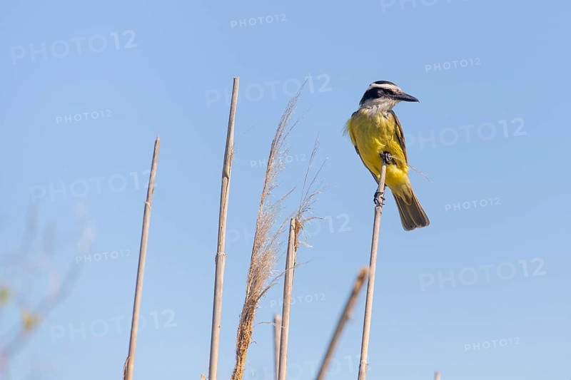 Sulphur-masked tyrant (Pitangus sulphuratus) in the wild, Buenos Aires, Argentina