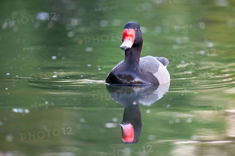 Rose-billed duck (Netta peposaca) on a lake in a park in Buenos Aires, Argentina