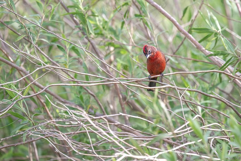 Red-crested Tanager (Coryphospingus cucullatus) in a bush in the wild, Buenos Aires, Argentina