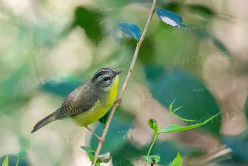 Golden-crowned Warbler (Basileuterus culicivorus) in the wild, Buenos Aires, Argentina