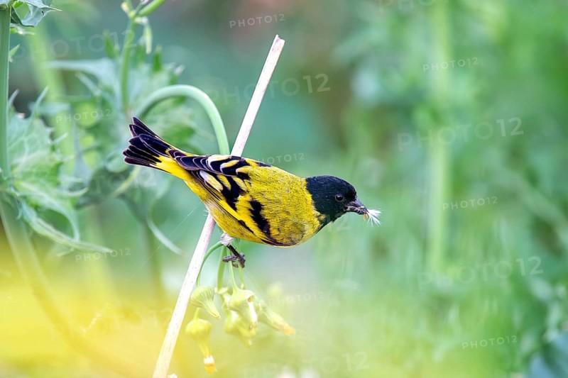 Magellan siskin (Spinus magellanicus) in a bush in the wild, Buenos Aires, Argentina