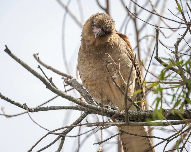 Chimango caracara (Daptrius chimango, syn.: Phalcoboenus chimango, Milvago chimango) in a tree in the wild, Buenos Aires, Argentina