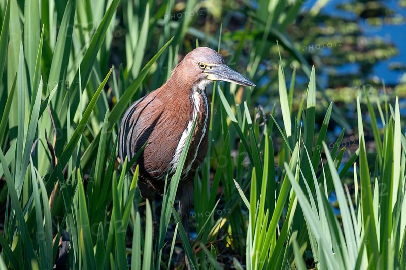 Marbled heron (Tigrisoma lineatum) in the reeds in the wild, Buenos Aires, Argentina
