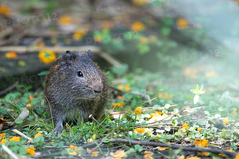 Wild guinea pigs (Cavia aperea) in a nature reserve in Buenos Aires, Argentina
